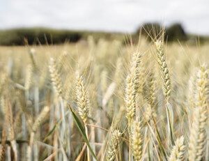 百年观音阁，彭镇老茶馆里的茶与烟的时光印记